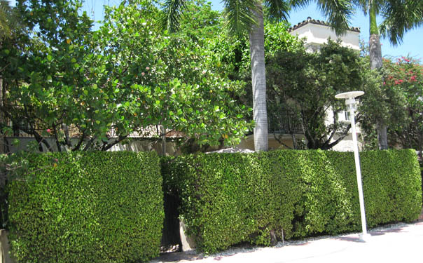 Nice Hedge